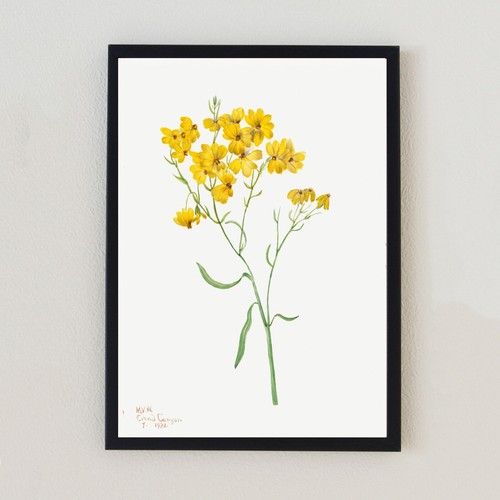 Antique botanical flowers - antique,