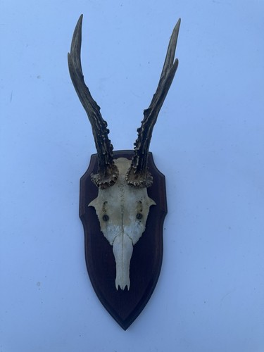 Wall mounted roe buck deer - wall,
