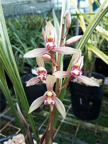 Cym ensifolium bao - ensifolium, qi
