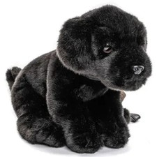 Labrador Puppy (Black), with