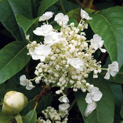 Hydrangea seemannii - ,
