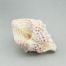 * Large Natural Hippopus Clam