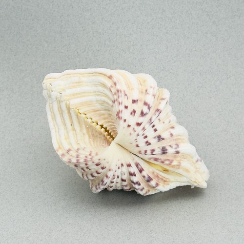 Large natural hippopus - natural,