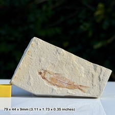 Hemisaurida Fossil Fish