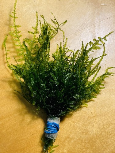 Java moss live aquarium plant - java,