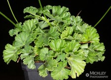 Pelargonium worcesterae, 5