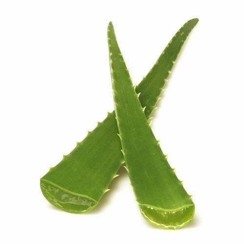 Aloe vera leaf freshly cut - freshly, to