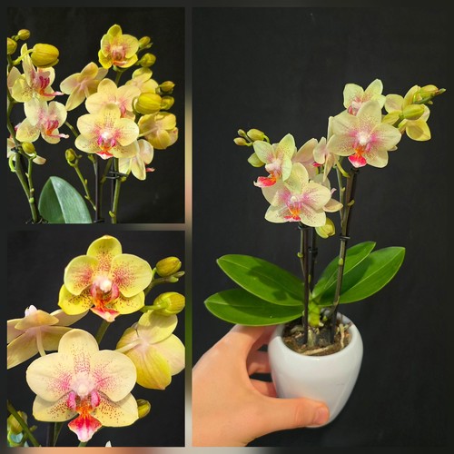 Mini phalaenopsis flower - mini,