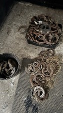 Real Horse Shoes Used Lucky