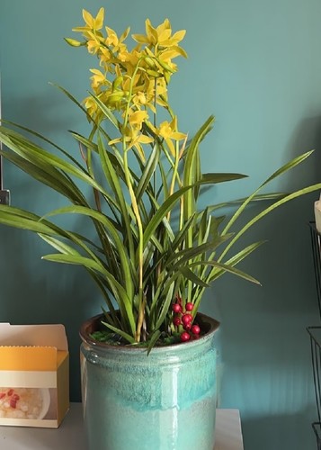 Rare cymbidium ensifolium - cymbidium,