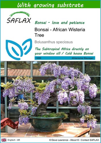 Saflax bonsai african - -,
