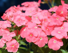 15 Salmon Beauty Phlox Seeds - Grandiflora