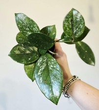 Hoya Carnosa Freckles Splash Pot 9cm Houseplant