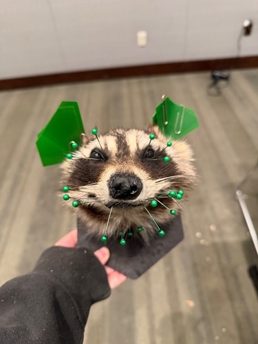 Raccoon head wall mount - raccoon,
