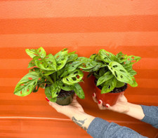 MONSTERA ADANSONII in 4" Pot |