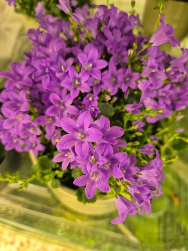 Small potfull campanula - potfull,