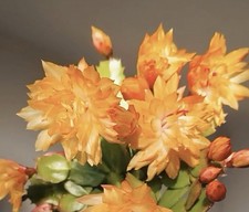 Schlumbergera Cactus Double