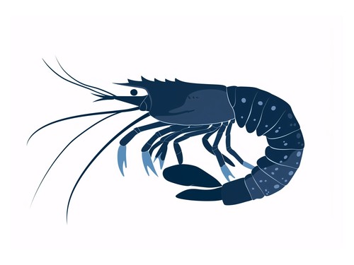 Blue shrimp minimalist - blue,