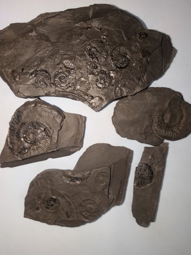 Jurassic ammonite impression - ammonite,