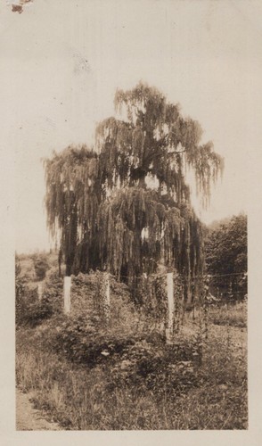 Antique 1928 natural bridge - antique,