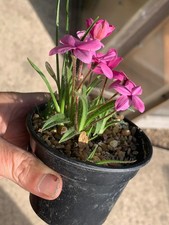 Rhodohypoxis baurii Mixed in
