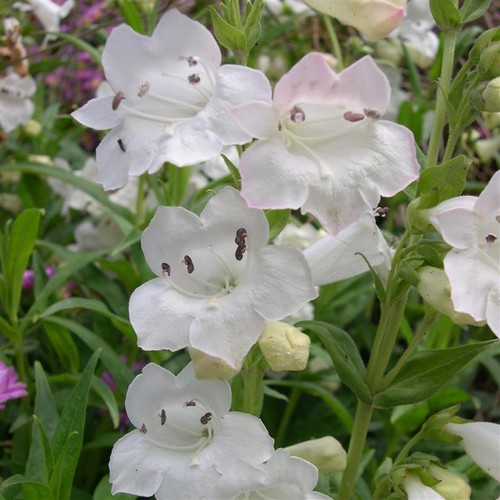 Penstemon snowstorm x3 - ‘snowstorm’,