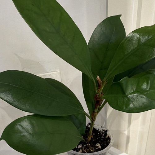 African fig ficus cyathisiti