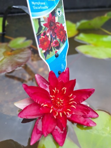 Escarboucle deep red water - deep,