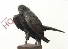 Picture Postcard~ Giambologna, Goshawk