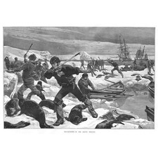ARCTIC Seal Hunting Scene -