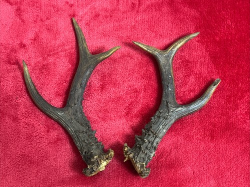 Pair roe deer - pair,
