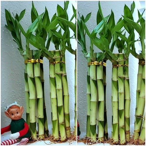 Lucky bamboo 6 - 6, healthy