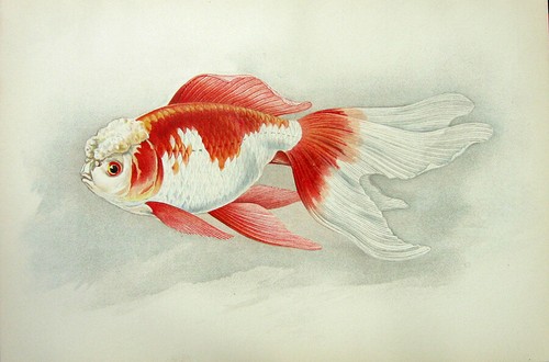 Oriental oranda dutch lionhead - oranda,