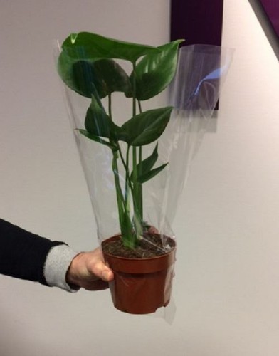Swiss cheese plant monstera - cheese,