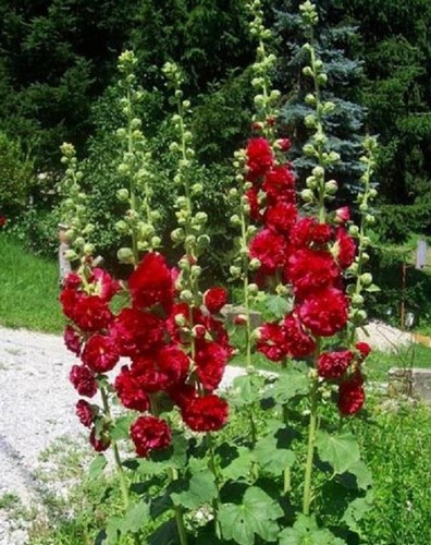 Hollyhock chater double - chater's,