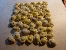 Antique Cowrie Shells (50)