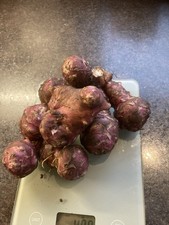Jerusalem Artichoke 'RED