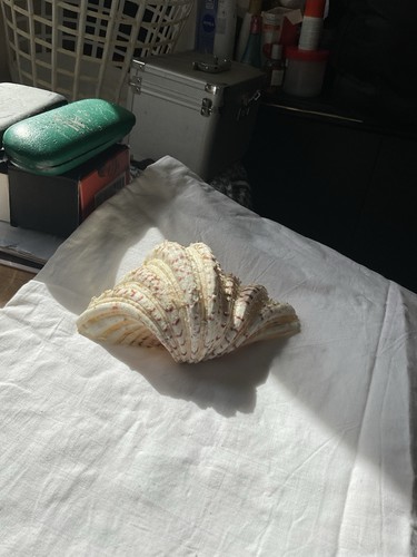 Large tridacna half - half, clam