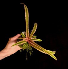 Cryptanthus bivittatus -