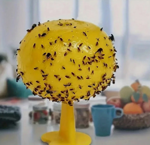 Fruit fly balls - fly, trap