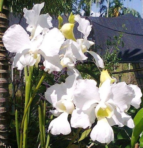 Papilionanthe teres var alba - teres,