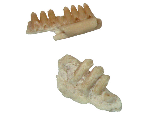 Oligocene fissure fossil - fissure,