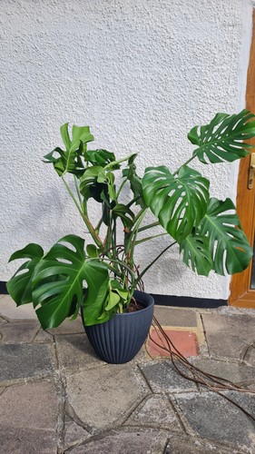 Extra large healthy monstera - extra,