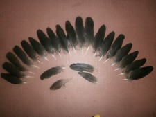 23 SMALL CARRION CROW WING FEATHERS 3.5" - 6" - arts crafts, fishing, goth, pets