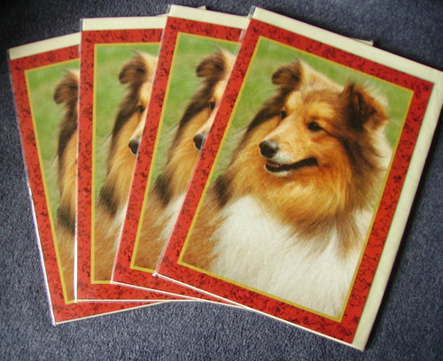 Shetland sheepdog faithful - sheepdog,
