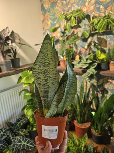 Sansevieria zeylanica black - sansevieria,