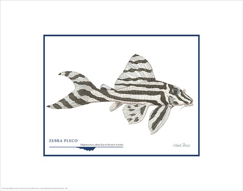 Flick ford zebra pleco - zebra,