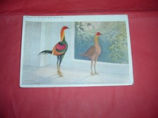 OLD ENGLISH GAME FOWL MODERN GAME POST CARD 1912 FEATHERED WORLD AF LYDON ORIGIN