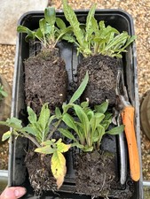 2 x Cephalaria gigantea and 2