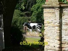 Photo 6x4 The Cow In The Garden Bulmer/SE6967 The life-size replica cow, c2006